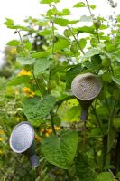 Physalis and sprinkler tops from watering cans placed on sticks for decoration in garden