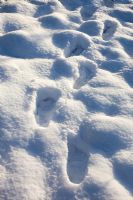 Footsteps in the snow leading trough the garden