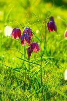 Fritillaria meleagris - Snakes Head Fritillary naturalised in grass, April