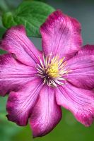 Clematis 'Pink Champagne'