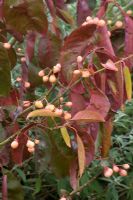 Euonymus hamiltonianus 'Indian Summer' in Autumn 