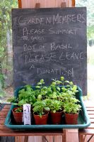 Pots of Basil for sale in garden room of a community garden with blackboard behind asking for a donation