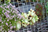 Thymus and Sempervivum growing in gabion wall 
