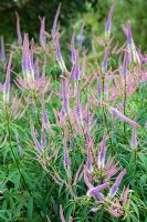 Veronicastrum virginicum - Pensthorpe, Fakenham, Norfolk