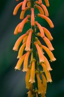 Kniphofia thomsonii subsp. Thomsonii