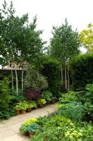 Small urban garden with paved path and border of Pittosporum, Hosta, Acer and bamboo - NGS garden, Foster Road, Peterborough, Cambridgeshire 
