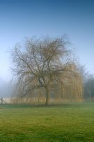 Salix in February - Rolls Farm, Helions Bumpstead, Essex