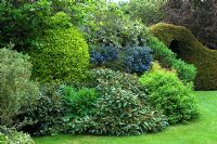 Viburnum davidii, Ligustrum, Ceanothus and Taxus arch - NGS garden, St Helens, Stebbing, Essex 