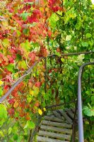 Wooden walkway
