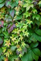 Parthenocissus inserta