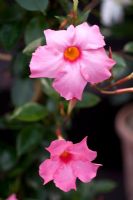 Mandevilla sundaville 'Pretty Rose'