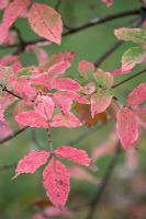 Acer maximowiczianum 'Nikko Maple' 