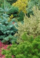 Pinus mugo, Erica carnea 'Myretoun Ruby', Erica x veitchii 'Exeter' and Abies concolor - Winter Garden at RHS Rosemoor
