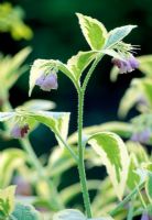 Symphytum x uplandicum 'Axminster Gold' - Comfrey