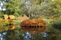 Island in a pond with a mature oak underplanted with Osmunda regalis - The Savill Garden, Windsor Great Park