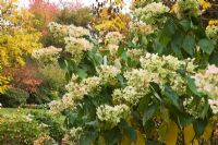 Hydrangea paniculata 'Evereste' - The Savill Garden, Windsor Great Park