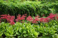 Polygonatum odoratum and Primula candelbra in Spring - The Savill Garden, Windsor Great Park