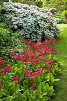 Primula candelbra and Rhododendons in Spring - The Savill Garden, Windsor Great Park