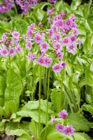 Primula japonica and variegted Hosta undulata in Spring - The Savill Garden, Windsor Great Park