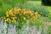 Hemerocallis 'Golden Chimes' flowering in border with Stachys byzantina, Geranium and Lysimachia ephemerum, June