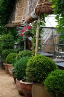 Row of clipped shrubs in pots at Petersham Nurseries, Richmond, Surrey 