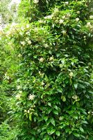 Hydrangea seemannii. Sir Harold Hillier Gardens/Hampshire County Council, Romsey, Hants, UK