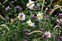 Dahlia 'Teesbrooke Audrey', Verbena rigida 'Plaris' and Pennisetum macrourum - RHS Wisley 