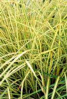 Carex hachijoensis 'Evergold'