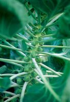 Brassica oleracea gemmifera - Brussel Sprout 'Bosworth' 