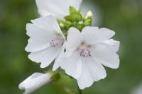 Malva moschata 'Alba' - Musk mallow