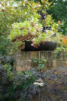 Black bowl on brick wall with succulents. Sambuucus nigra in front. Yulia Badian, London, UK