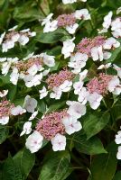 Hydrangea macrophylla 'Wagtail'. Sir Harold Hillier Gardens/Hampshire County Council, Romsey, Hants, UK