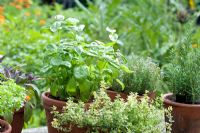 Collection of culinary herbs in pots on table -  Sage, Thyme, Rosemary and Basil