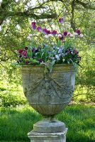 Antique urn on plinth with spring flowers - tulips & violas iinc. Tulipa 'Carnaval de Nice'