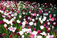 Colourful pink, white and red Tulipa at Schloss Ippenburg, Bad Essen, Germany