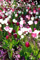 Colourful Tulipa at Schloss Ippenburg, Bad Essen, Germany