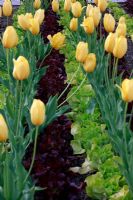 Tulipa and Lactuca - Lettuce planted in rows in kitchen garden at Schloss Ippenburg, Bad Essen, Germany 
 
