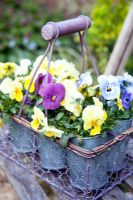 Mixed Violas in galvanised containers