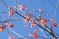 Sorbus rehderiana berries