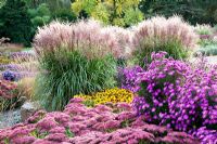 Autumn border of Aster, Rudbeckia, Sedum and Miscanthus sinensis