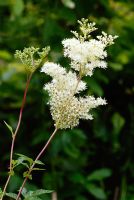 Filipendula ulmaria - Meadowsweet flowers.
