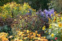 Autumn border of Aster laevis, Helenium, Monarda 'Gewitterwolke' and Dendranthema 'Dernier Soleil'
 