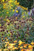 Monarda 'Gewitterwolke' seedheads and Dendranthema 'Dernier Soleil'