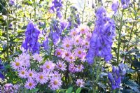 Aconitum - Monkshood and Aster