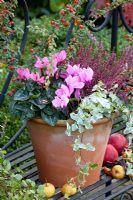 Cyclamen persicum, Hedera - Ivy and Calluna vulgaris 'Garden Girls' in terracotta pot