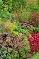 Border with Sedum spurium 'Purpureum', Bergenia, Heuchera, Euphorbia, Buxus - Box. Fovant Hut Garden, Wilts