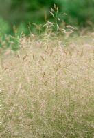 Deschampsia cespitosa 'Goldtau' in July