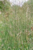 Molinia caerulea subsp arundinacea 'Transparent' in July 