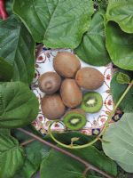 Actinidia chinensis - Ripe Kiwi fruit, foliage and twining stems                            