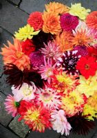 Cut Dahlias in a wide range of colours and shapes